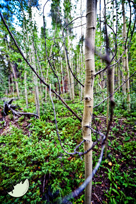 life-like image of aspen green image of aspen
