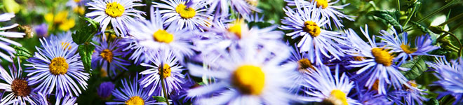 purple wildflowers small purple flowers