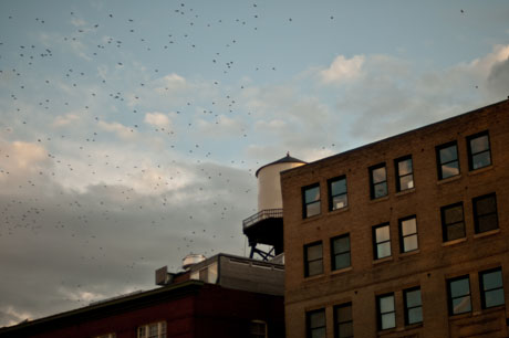 photograph of birds near buildings