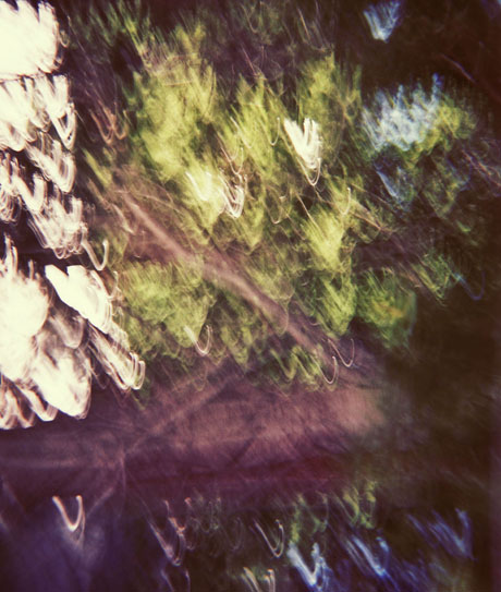 photograph of trees fine art photography print of trees